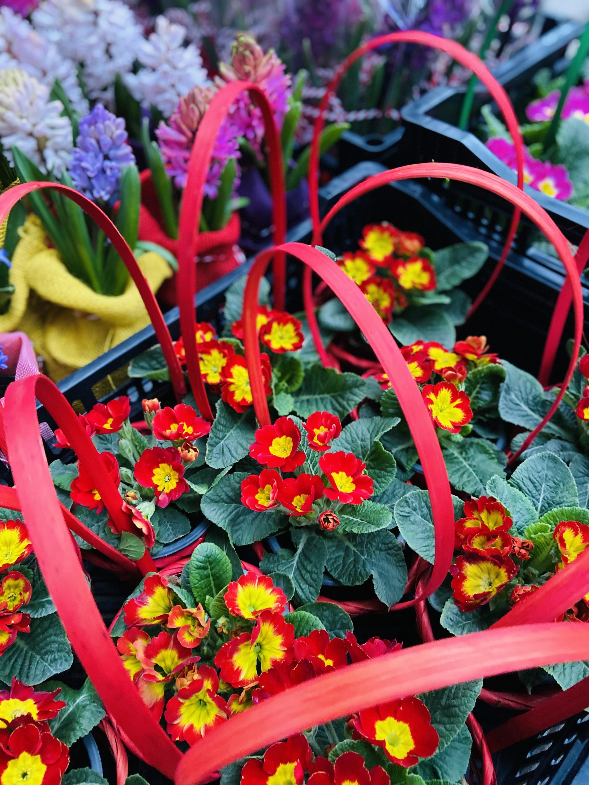 Primule in cosulet (3)