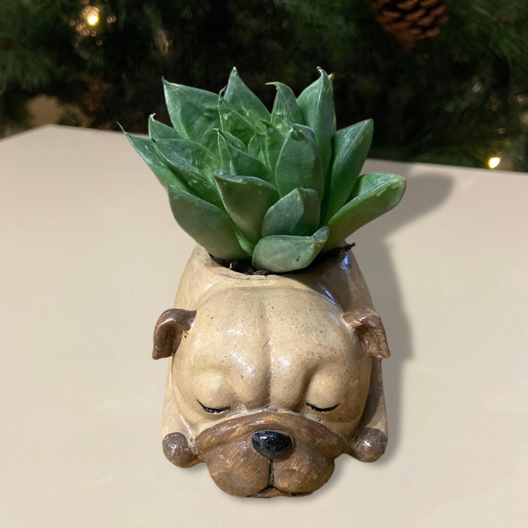 PhotoRoom 20231126 164956