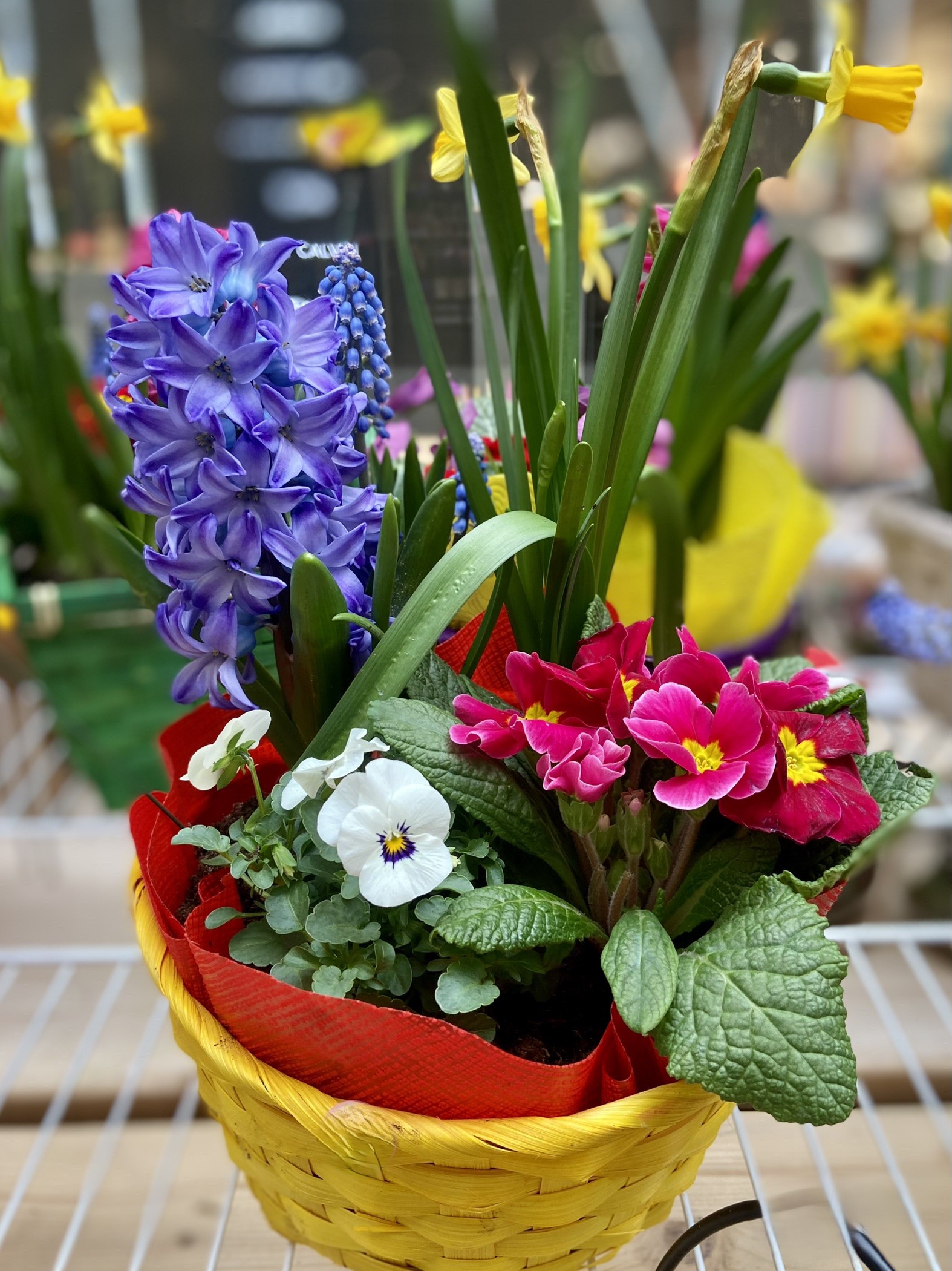 Cos rotund colorat (1) Cos rotund colorat (1)